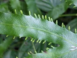 Image result for Lygodiaceae