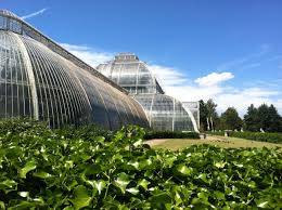 Visited Kew Gardens This Summer And Found Their Beautiful Greenhouse Pictured Here Grows The Same Things I Grow Greenhouse Pictures Kew Gardens Naples Florida