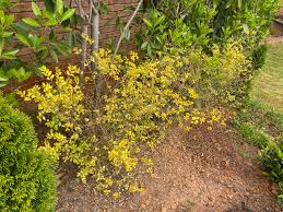 Ligustrum sinense 'sunshine', also known as chinese privet, has bright golden yellow foliage. Sunshine Ligustrum Are Shredding Leaves And Thinning Planted Last Spring They Were Fine Over The Winter Gets 9 Hrs Of Sun Sandy Clay Soil Zone 7a Landscaping