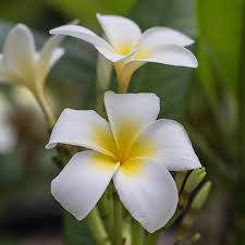 For more information about who we are, please see our about us page. Plumeria Plant Care For Socal Climates Roger S Gardens