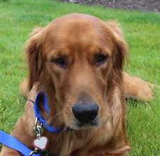 Rescue celebration of the month. 30 Best Pictures Golden Retriever Puppies Illinois Rescue As Good As Gold Golden Retriever Rescue Of Illinoistitan Permaculturavenezia