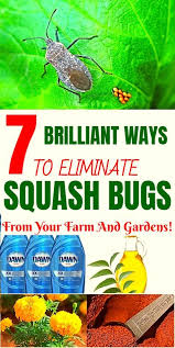 (h/t to beansbulletsbandagesandyou.com) what are. Squash Bugs Are Annoying Pests That Destroy Squash And Pumpkin Plants Here Are 7 Smart Ways To Get Rid Of Squash Bug Squash Bugs Planting Pumpkins Plant Pests