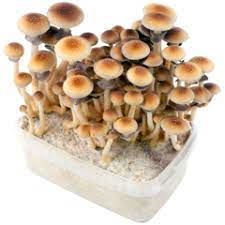 Lack of fae though generally leads to really tall, really skinny stems and mushrooms instead of more compact healthy thick ones, at least from pictures i've seen of. Golden Teacher Magic Mushroom Everything You Need To Know Magic Mushrooms Shop Blog