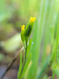 Image result for Microglossa