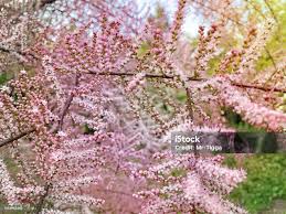 Image result for tamarix ramosissima pink cascade