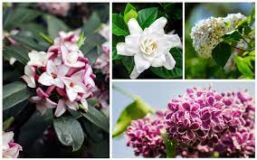 But, of course, there is an important difference. 10 Gorgeous Fragrant Shrubs Garden Lovers Club