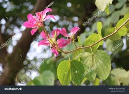 Image result for Bauhinia purpurea