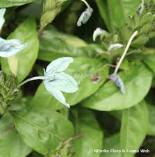 Image result for Ecbolium hastatum