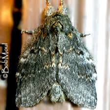 Image result for Pellaea angulosa