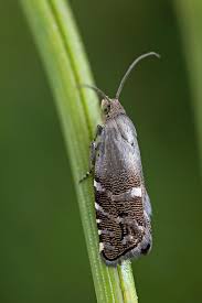 Image result for Cydia strobilella