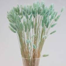 See more of sage green flowers & events on facebook. Dried Bunny Tail Grass Lagurus Grass Dried Flower Bouquet Decorative Feathers Flower Arrangement Beach Theme Decor Sage Buy Online In Aruba At Aruba Desertcart Com Productid 230133597