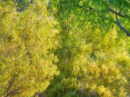 Desert museum palo verde parkinsonia × 'desert museum'. 17 Amazing Desert Trees That Love The Sun And Don T Mind The Heat