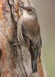 Red Browed Treecreeper Gloucester Tops Nuthatch The Originals Bird