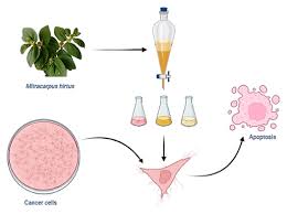 Image result for Mitracarpus hirtus