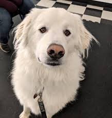 There are so many dogs and cats out there in colorado that need a permanent home, so please try expanding your. Pending Adoption Ghost Is A 2 Yrs Old Mountain Pet Rescue Facebook