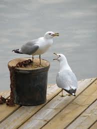 It S True There Is A Sign Up On The Quaywide No Feeding The Birds Meerestiere Tierplakate Vogel Fotos