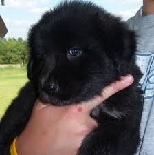Australian Shepherd Pitbull Mix Black And White Help What Kind Of Puppy Is This Border Collie Lab Black Australian Shepherd Pitbull Mix Is This Cr In 2020 Black Chow Chow Puppies Collie Mix American Pitbull Terrier