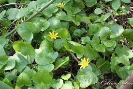 Pin Auf M Pflanzen Wild Heilpflanzen