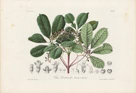 Image result for Tinnea aethiopica