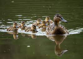 File Mother And Baby Ducks 5828496140 Jpg Wikimedia Commons