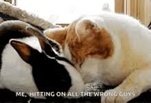 Find funny gifs, cute gifs, reaction gifs and more. Cat Bunny Gifs Tenor