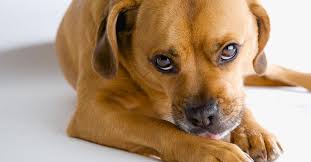Thankfully, dog whiskers do grow back after having been cut or trimmed down. Why Does My Dog Lick His Paws