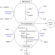 Formaldehyde Production And Metabolism Overview Of The Pathways To Download Scientific Diagram