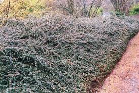 The massachusetts bearberry is amazingly hardy, growing happily in zone 2 and in all the colder zones, up to zone 6. Bearberry Cotoneaster Cotoneaster Dammeri At A Very Successful Garden Center Evergreen Shrubs Cotoneaster Ground Cover Succulents