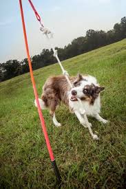 The Best Summer Dog Toys Outdoor Dog Toys Dog Playground Interactive Dog Toys