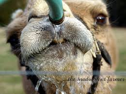 So what role does water play in our bodies, and how much do we actually need to drink to stay healthy? Camels Like Water A Lot The Inadvertent Farmer