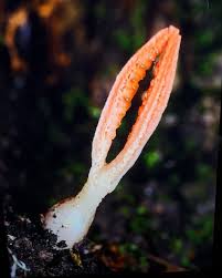 Image result for Pseudopod Ospermum