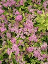 Image result for Spiraea bumalda