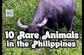 10 Rare Animals Found In The Philippines Worlds Biggest Youtube Philippines Philippines Culture Philippines Travel Guide