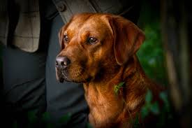 Gorgeous litter of 8 yellow/golden kc reg labrador puppies, born on 8th may 2021, with 4 girls left available for homes. Dark Fox Red Labrador