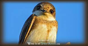 Faucets, sinks, fixtures, lighting, hardware and décor for the kitchen, bath and home. Bird Symbolism Meaning Spirit Totem Power Animal