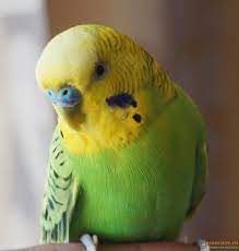    (51 ) -     pofoto.club