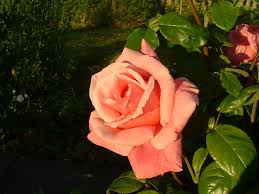 Fete des meres belgique ? La Fete Des Meres Mother S Day In France Traditions And Customs Life On La Lune