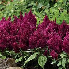 Celosia First Flame Purple In 2020 Celosia Flower Plants Boarder Plants