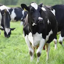 Feb 23, 2000 · in the late 1800's there was enough interest among holstein breeders to form associations for the recording of pedigrees and maintenance of herdbooks. Bulls Simmental Dairy Cattle Live Pregnant Friesian Holstein Heifers Cow Buy Holstein Cow For Sale Holstein Dairy Cows For Sale Plush Cow Product On Alibaba Com