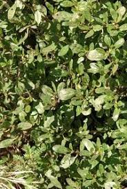 Image result for Zaleya