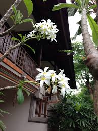 Frangipani Plumeria Bali Planting Flowers Different Kinds Of Flowers White Flowers