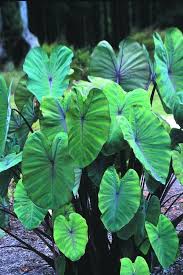 Image result for Colocasia