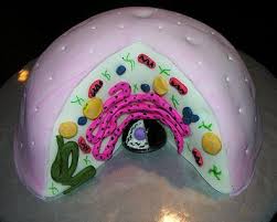 * have chloroplasts and use photosynthesis to produce food * have cell wall made of cellulose. Science Project Animal Cell Cake Beehive