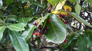 We did not find results for: Identify Shrub With Glossy Leaves And Dark Color Fruits Gardening Landscaping Stack Exchange
