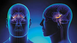 Image result for brain cell