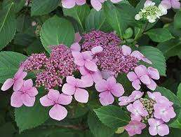 Hortensien Arten Die Grosse Vielfalt Hortensien Garten Hortensien Blumen Stauden
