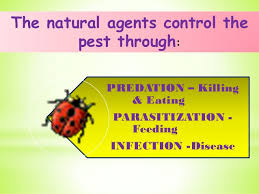 The best method to deal with 'insect pests' or fungus or bacterial. Pest Management In Organic Farming