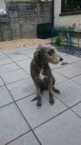 Lurcher Bedlington Terrier X Whippet Dogs for adoption in Athlone,  Westmeath from Iainmurrayat
