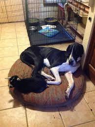 Our Great Dane Clem and her baby goat Heidi.❤️