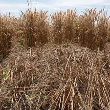 Low rainfall experienced in the maize and wheat. Wheat Plants Field Severely Affected By Race Ug99 Of Stem Rust In Download Scientific Diagram